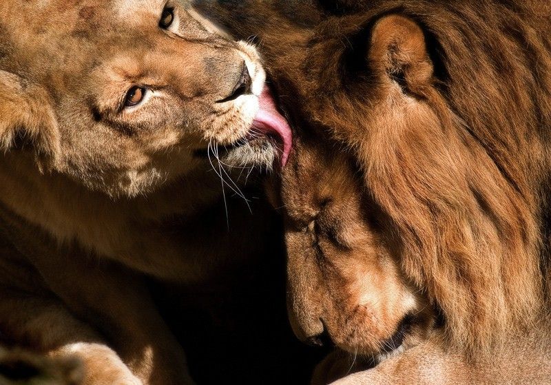 Lion licks womens pussy