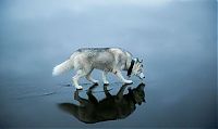TopRq.com search results: Siberian Husky on a frozen lake