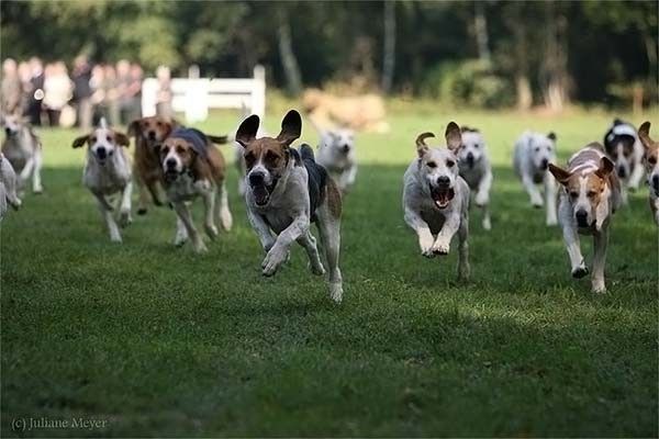 running dog