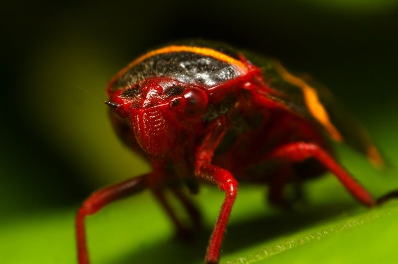 insect macro photography