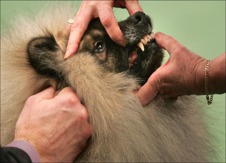 Westminster Kennel Club Dog Show