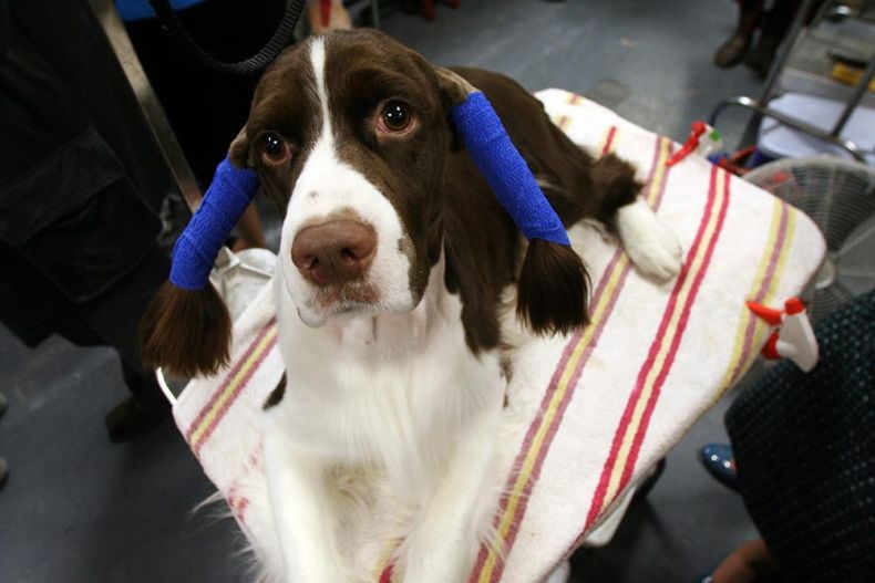 Westminster Kennel Club Dog Show