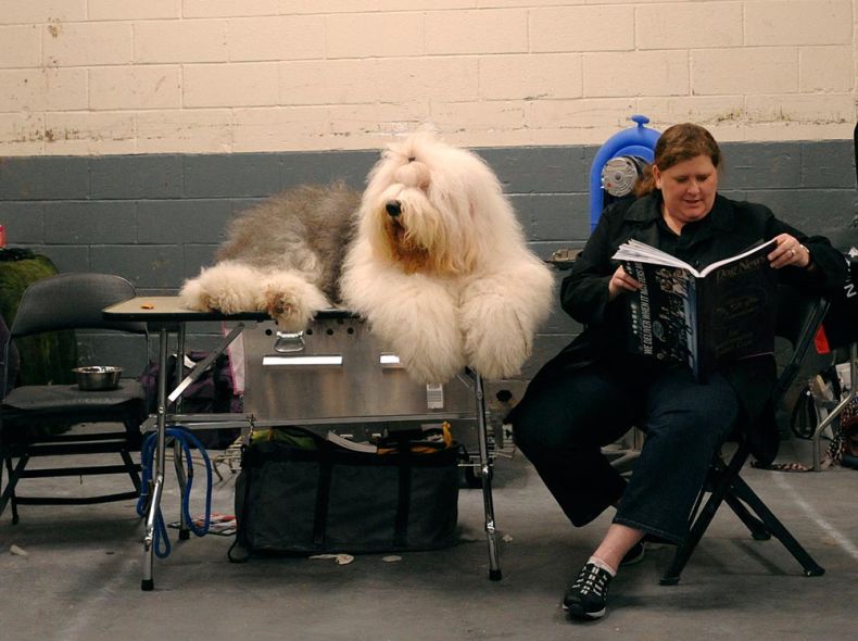 Westminster Kennel Club Dog Show