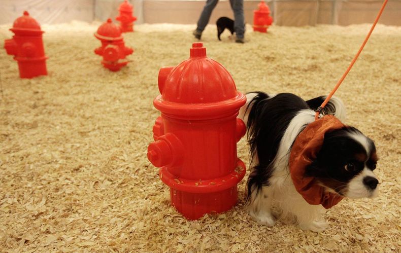 Westminster Kennel Club Dog Show