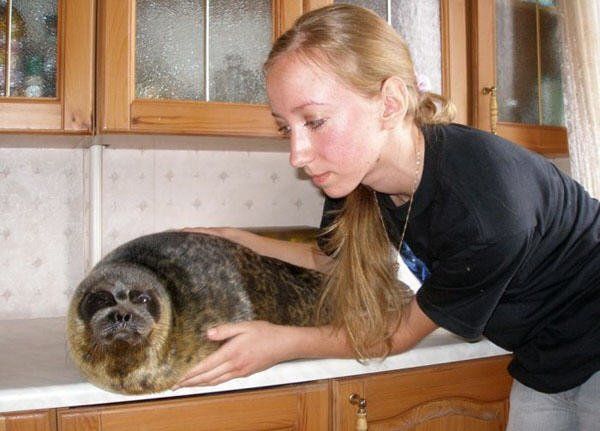 seal pet