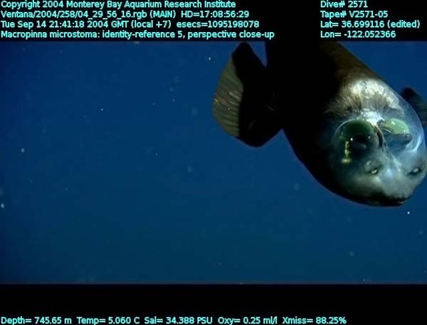 macropinna microstoma - fish with a transparent head