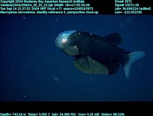 macropinna microstoma - fish with a transparent head