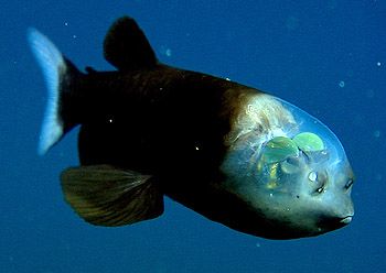 macropinna microstoma - fish with a transparent head