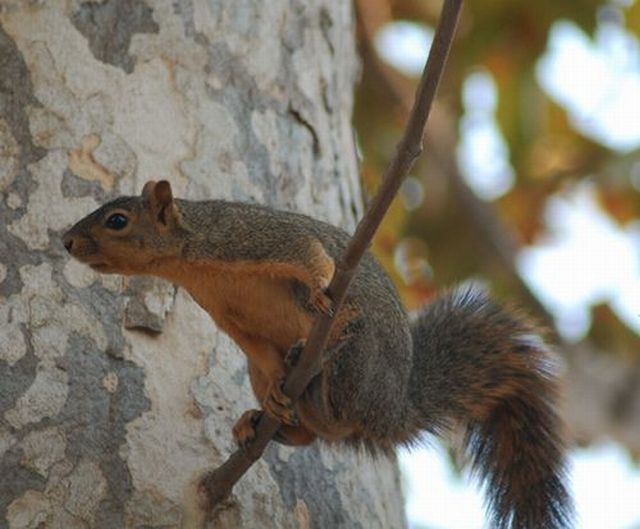 squirrel in action