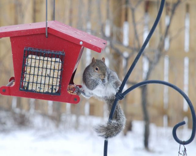 squirrel in action