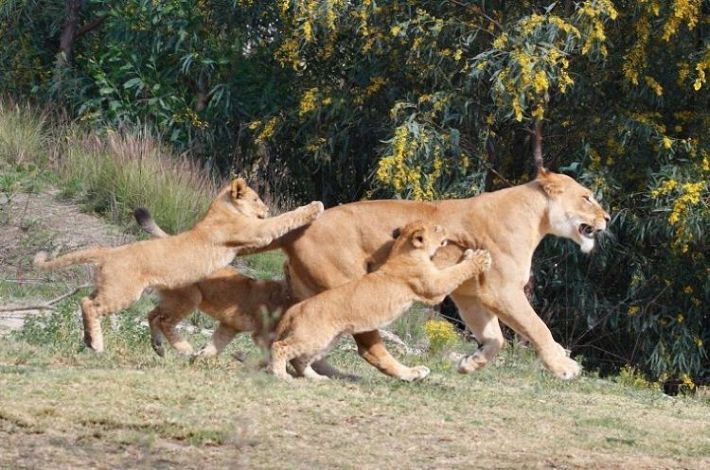 lion love