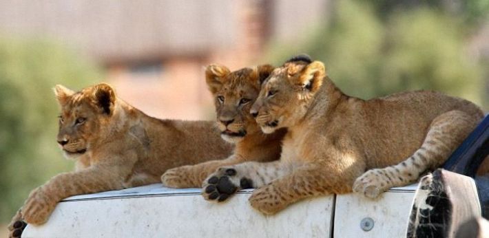 lion love