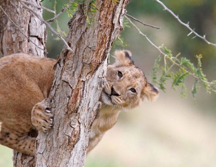 lion love