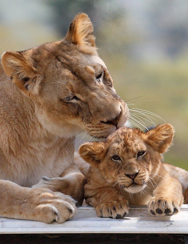 lion love