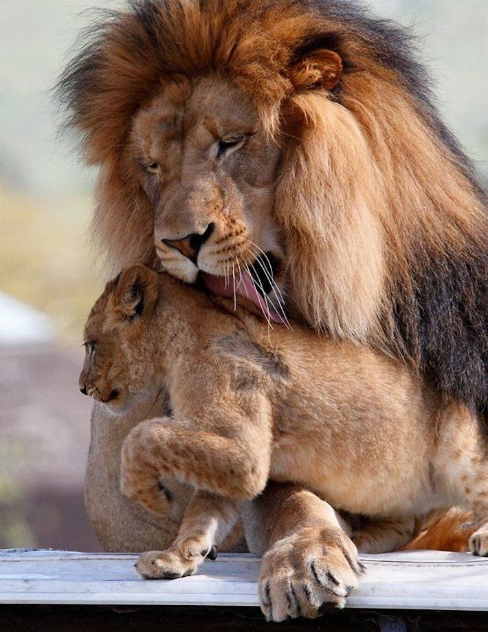 lion love