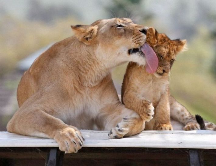 lion love