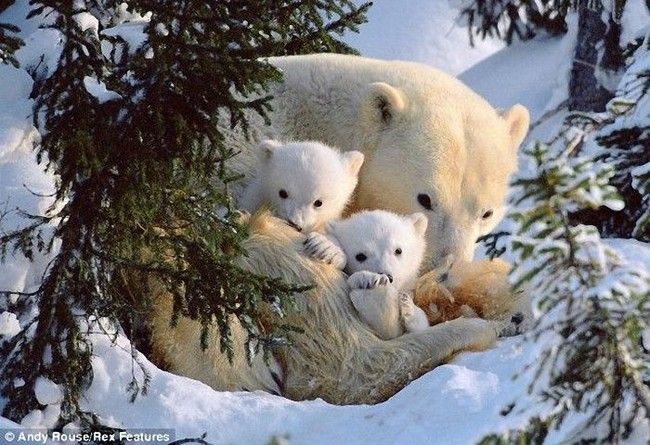 white bears