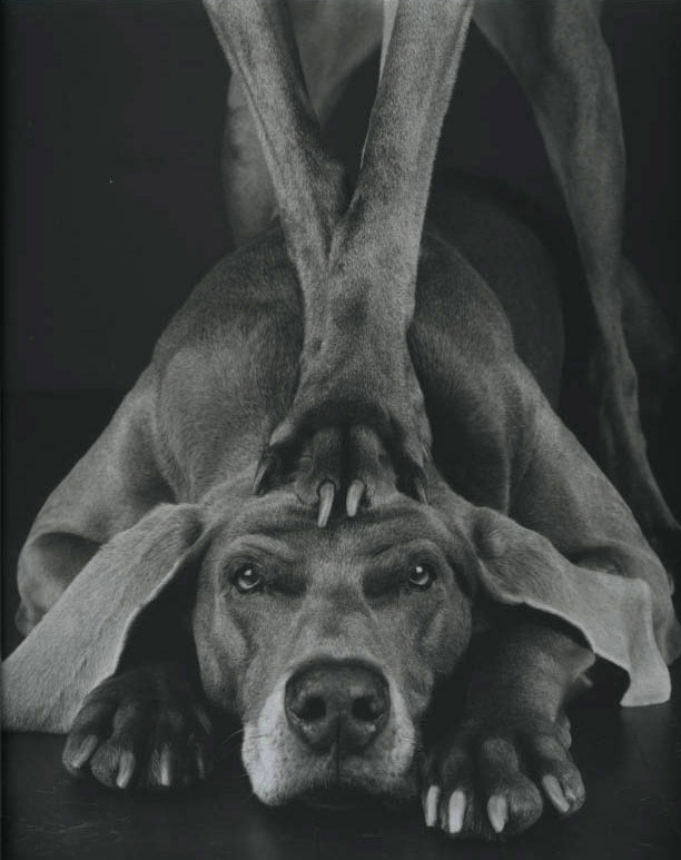 William Wegman photos of dogs