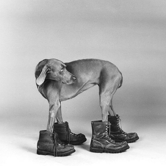 William Wegman photos of dogs