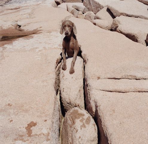 William Wegman photos of dogs