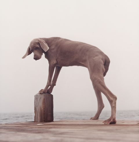 William Wegman photos of dogs