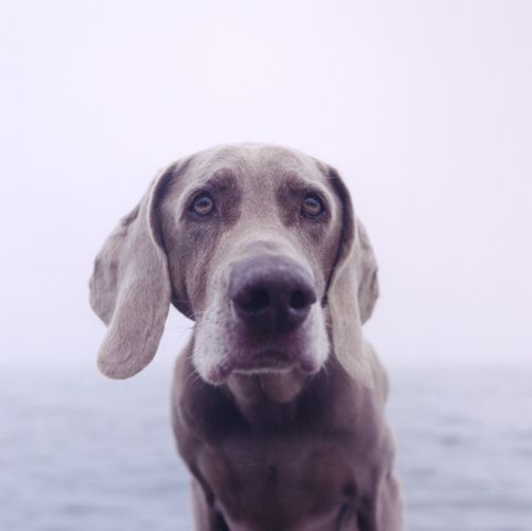 William Wegman photos of dogs