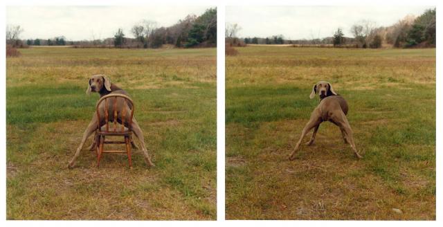 William Wegman photos of dogs