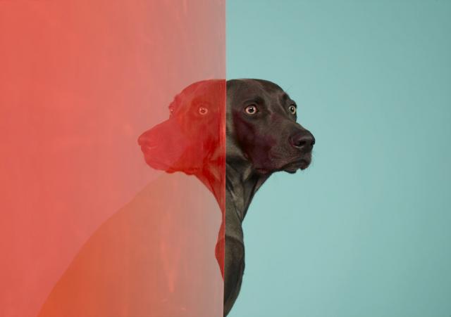 William Wegman photos of dogs