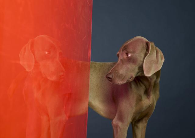 William Wegman photos of dogs