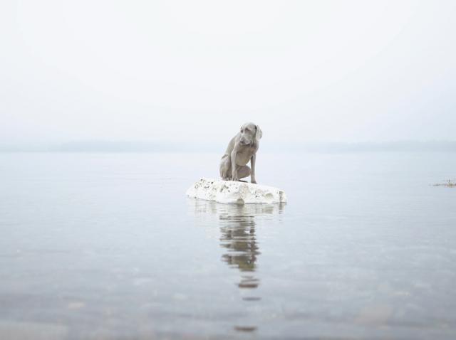 William Wegman photos of dogs