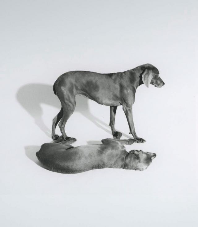 William Wegman photos of dogs