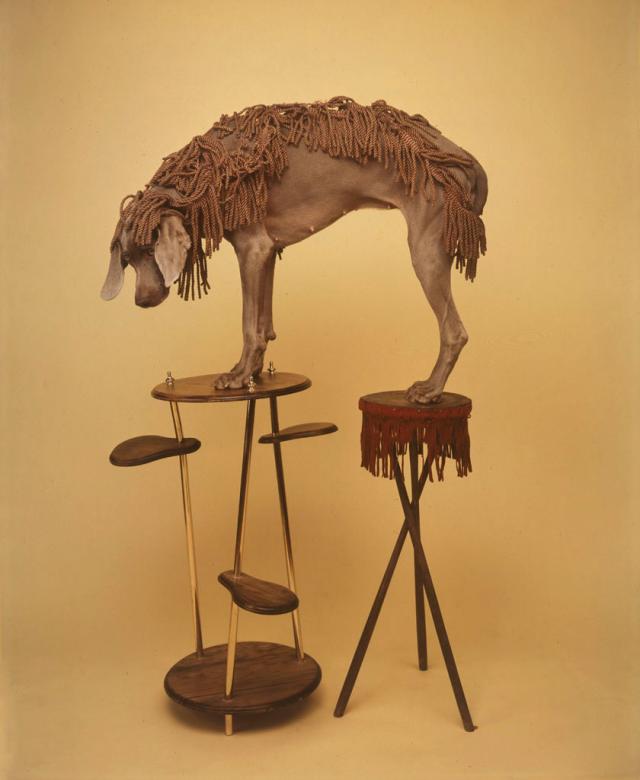 William Wegman photos of dogs