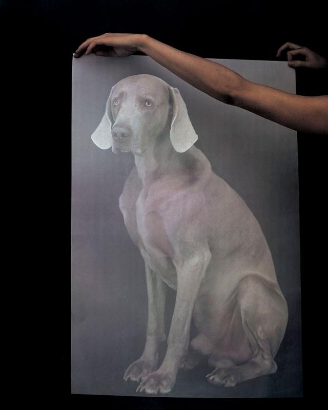 William Wegman photos of dogs