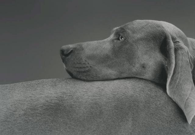 William Wegman photos of dogs