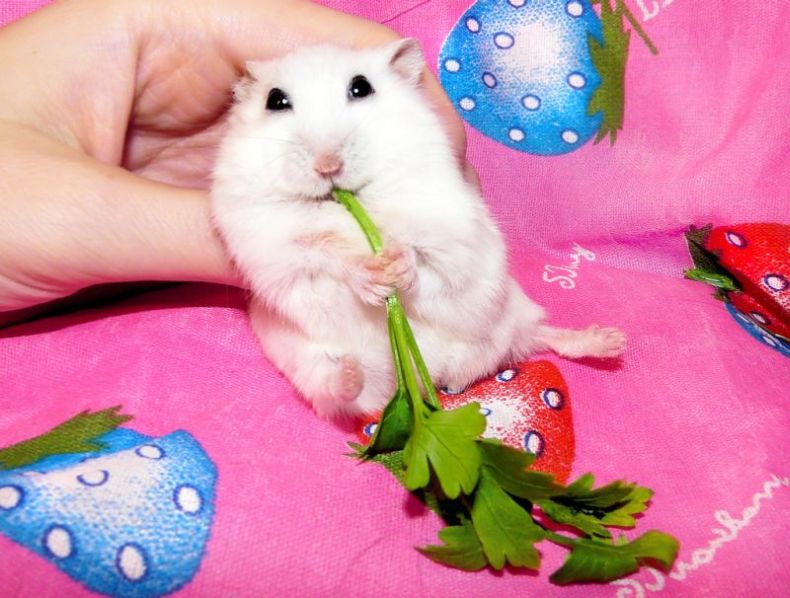 charming hamster with an unusually expressive eyes