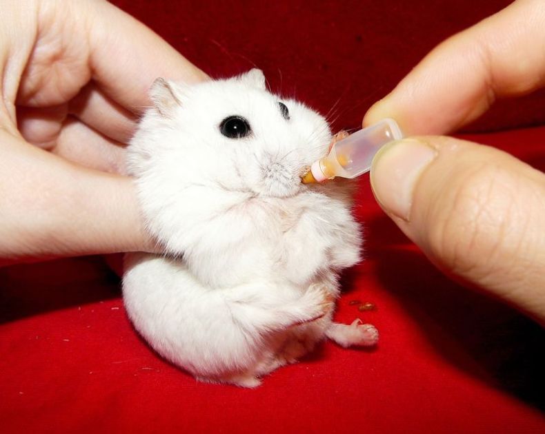charming hamster with an unusually expressive eyes