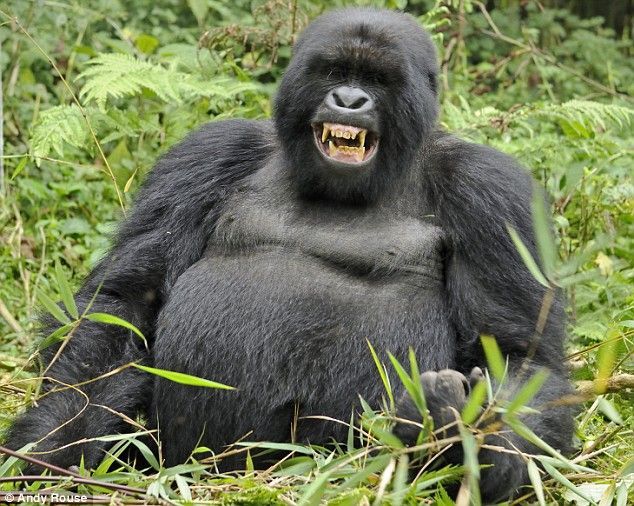 Rwanda, Gorilla by Andy Rose