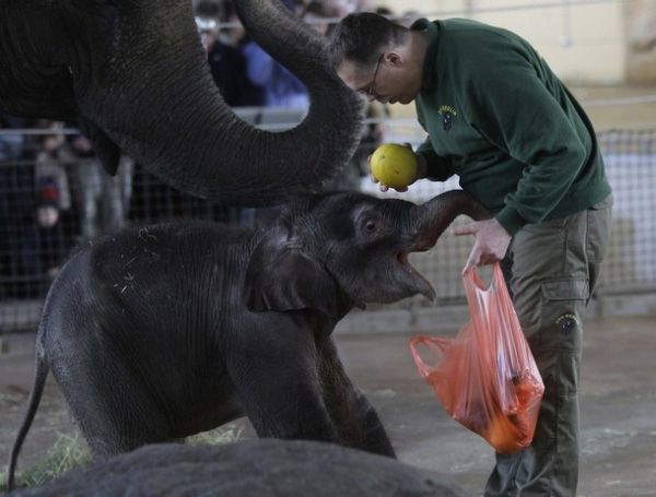 elephant first steps