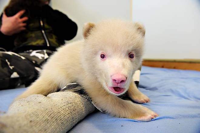 Salt and Pepper cubs