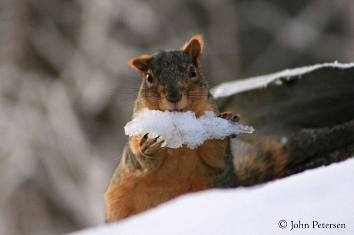 animal photography