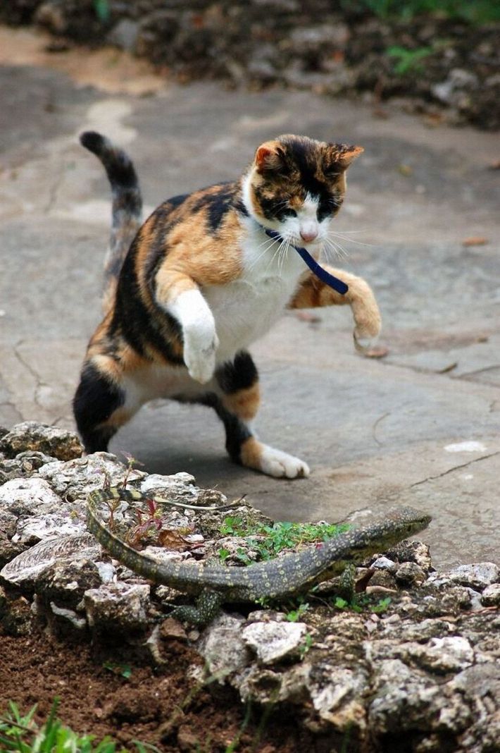 cat and lizard battle