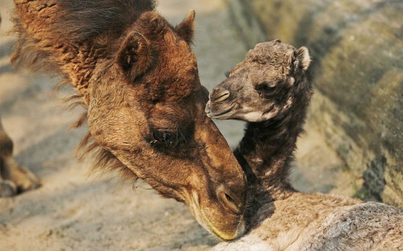 Beautiful photos of the animals in the ZOO