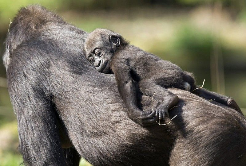 Beautiful photos of the animals in the ZOO