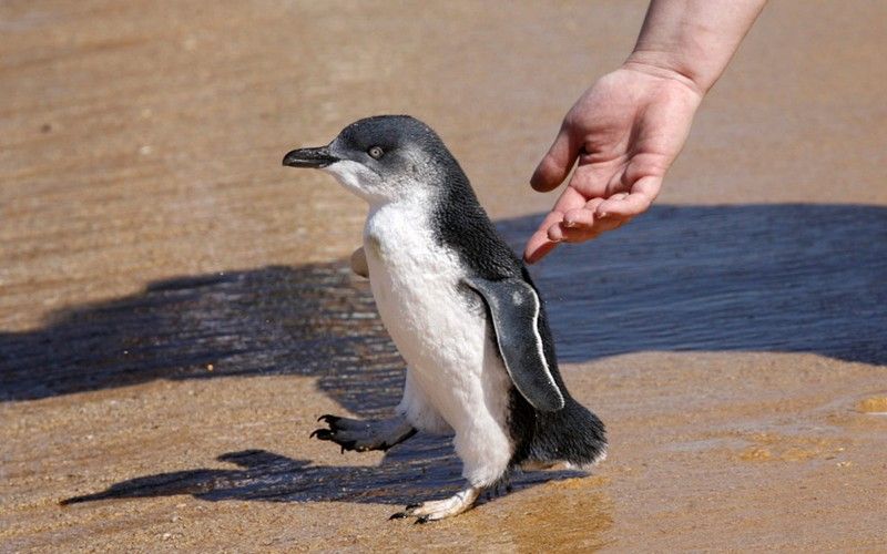 Beautiful photos of the animals in the ZOO