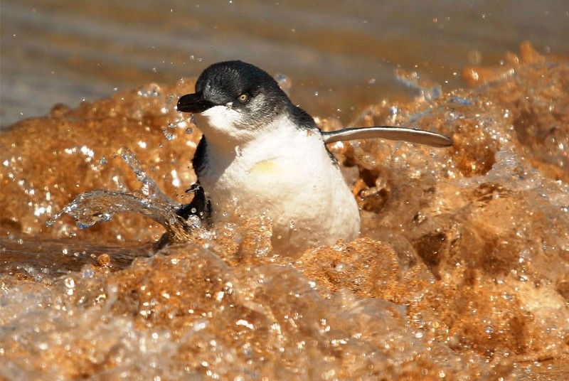 Beautiful photos of the animals in the ZOO