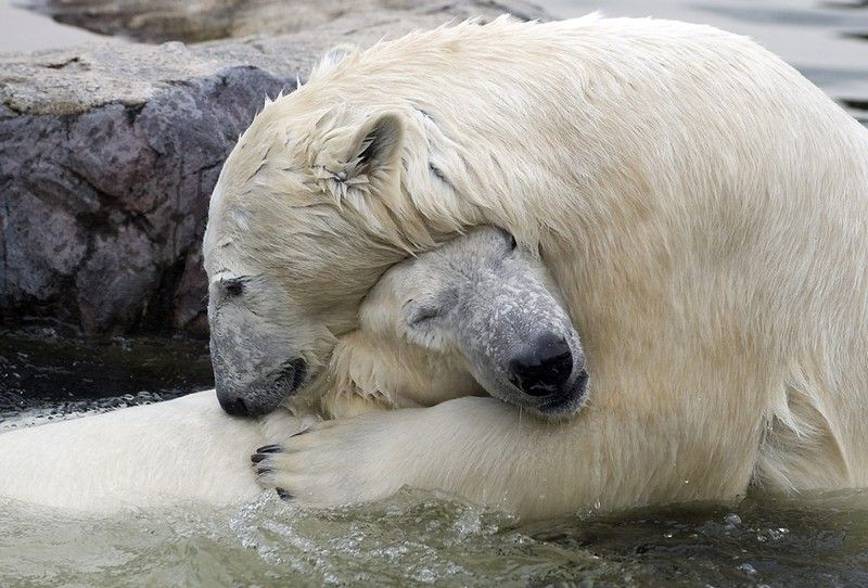 Beautiful photos of the animals in the ZOO