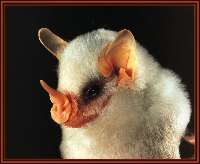 white bats