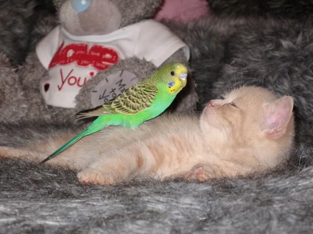 cat and bird couple