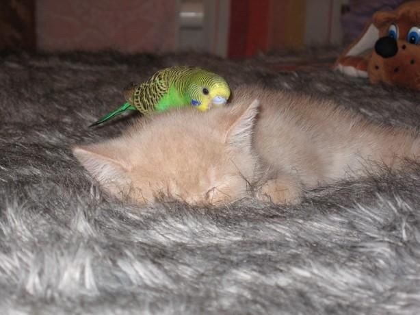 cat and bird couple