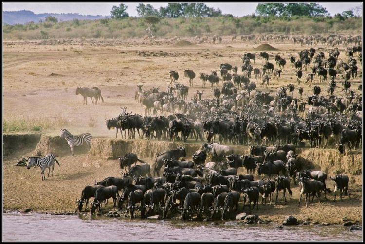 migration of wild animals
